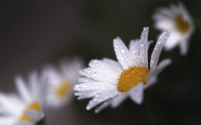 Daisy water droplets macro yellow free wallpaper - medium preview image