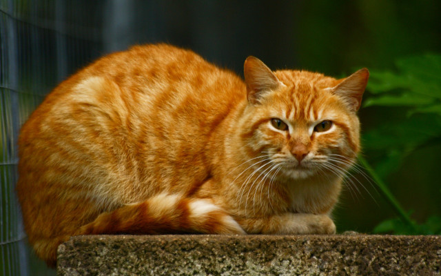 Cat ledge green plant precisionism free wallpaper - medium preview image
