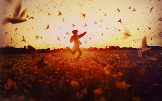 Man running field birds sunset free wallpaper - medium preview image