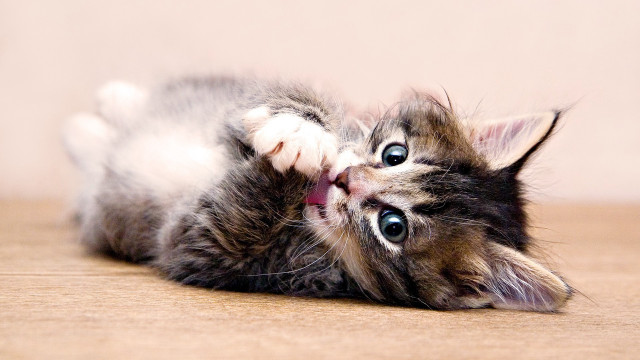 Kitten laying on floor blue free wallpaper - medium preview image