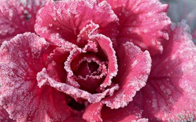 Pink frosted cherry blossom macro free wallpaper - medium preview image