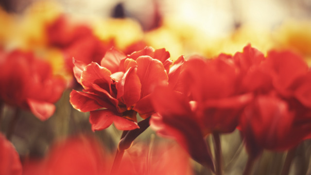 Red flower yellow background macro free wallpaper - medium preview image