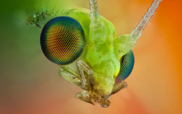 Green insect bug head back free wallpaper - medium preview image