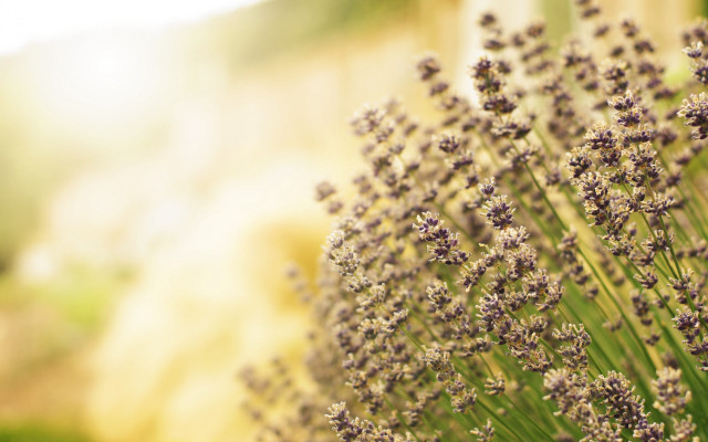 Lavender flower field autumn blur free wallpaper - medium preview image