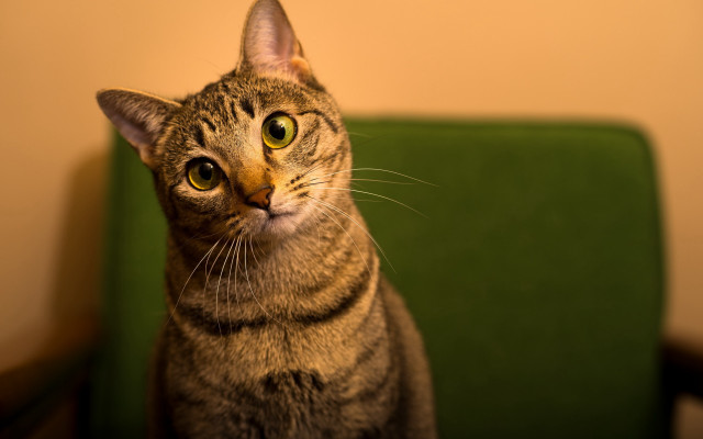 Cat green couch serious eye free wallpaper - medium preview image