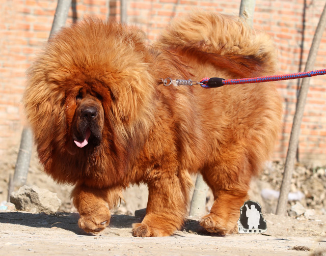Large brown dog leash sidewalk free wallpaper - medium preview image