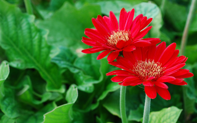 Red flower bug macro bokeh free wallpaper - medium preview image