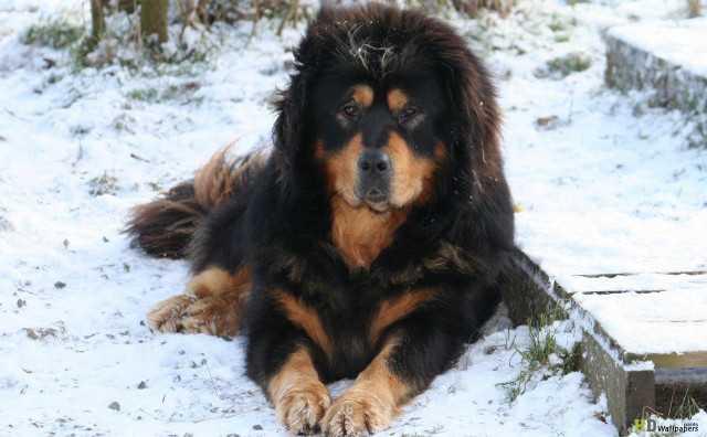 Dog laying snow eyes closed free wallpaper - medium preview image