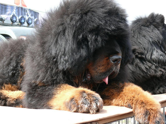 Black dog wooden table truck free wallpaper - medium preview image
