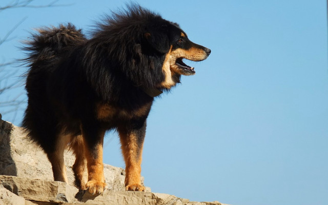 Dog longhair heroic posed rock free wallpaper - medium preview image