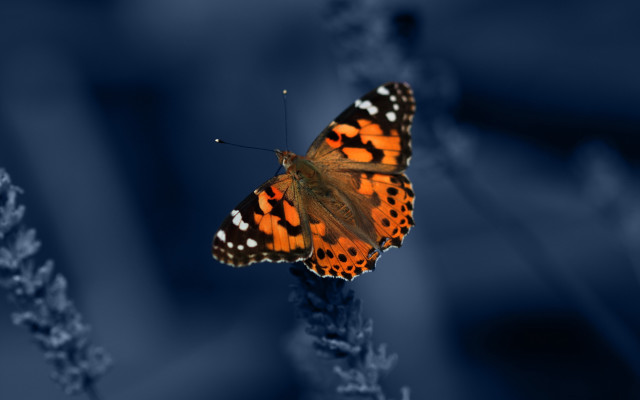 Butterfly flower stem darkblue blurry free wallpaper - medium preview image