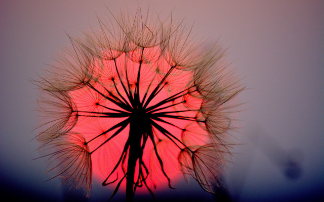 Dandelion red background silhouette macro free wallpaper - medium preview image