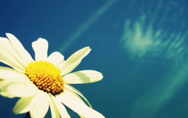 Flower sky cloud sunbeam macro free wallpaper - medium preview image