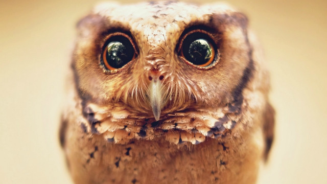Small owl big eyes brown free wallpaper - medium preview image