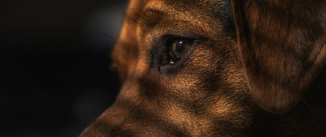 Dog eye blurry face macro free wallpaper - medium preview image