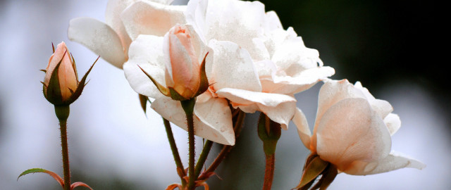 Flower roses macro food naturalism free wallpaper - medium preview image