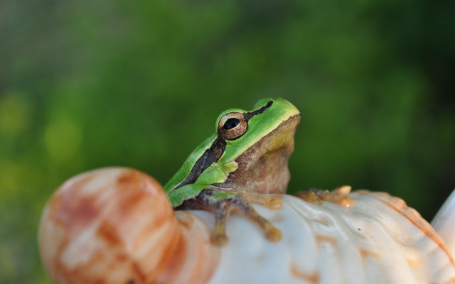 Frog shell snail ecological macro free wallpaper - medium preview image