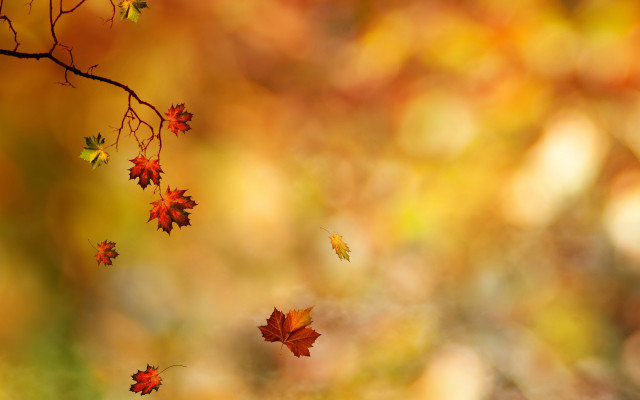 Branch leaves falling autumn blurry free wallpaper - medium preview image