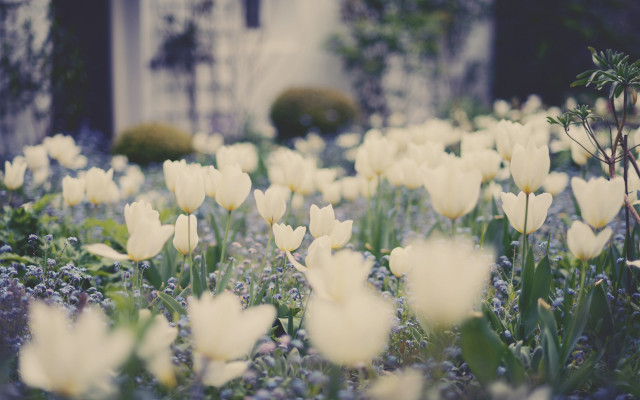 White daisy field garden bushes free wallpaper - medium preview image