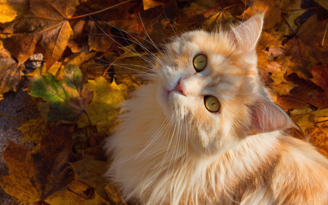Curious cat autumn leaves impressionism free wallpaper - medium preview image