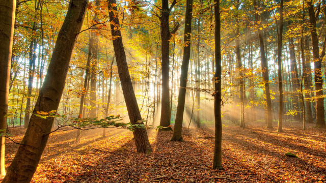 Forest leaves sunset autumn nature free wallpaper - medium preview image