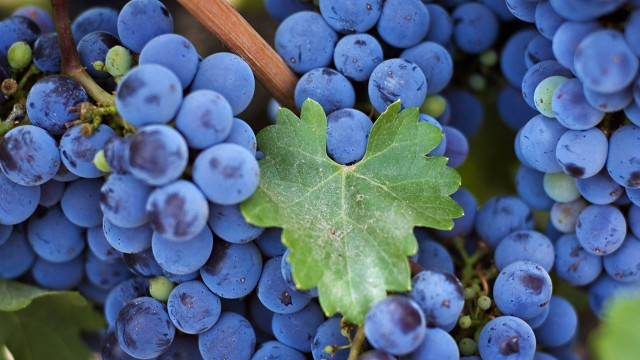 Grapes leaf vine photorealism macro free wallpaper - medium preview image