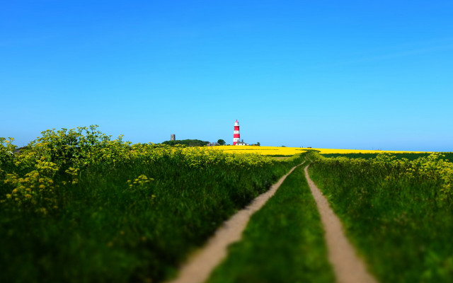 Lighthouse field yellow flowers blue free wallpaper - medium preview image