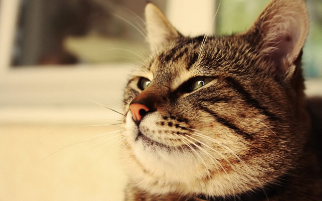 Regal cat looking up window free wallpaper - medium preview image