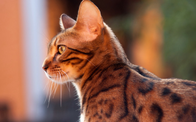 Regal striped cat shiba inu free wallpaper - medium preview image