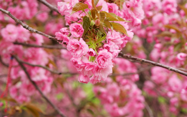 Spring cherry blossoms branch pink free wallpaper - medium preview image
