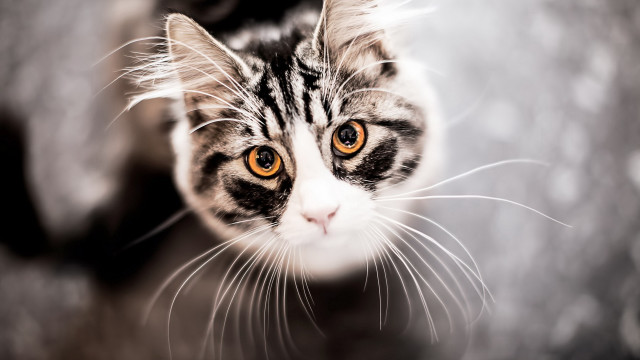 Cat looking up blurry background #11 free wallpaper - medium preview image
