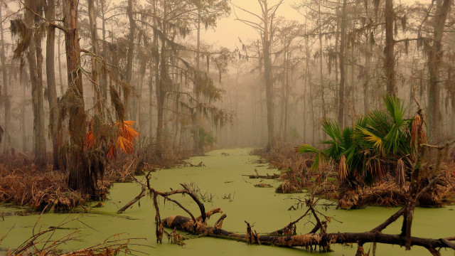 Swampy forest moss trees dead free wallpaper - medium preview image