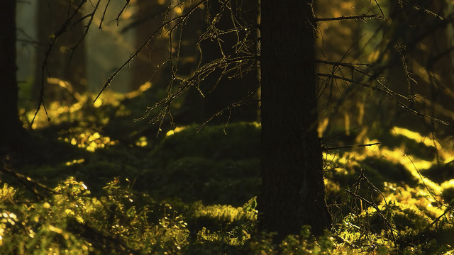 Forest sunset autumn leaves campfire free wallpaper - medium preview image
