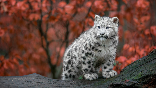 Snow leopard tree branch autumn free wallpaper - medium preview image