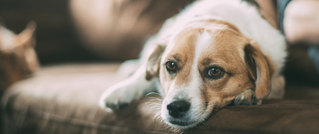 Shiba inu couch dog blurry free wallpaper - medium preview image