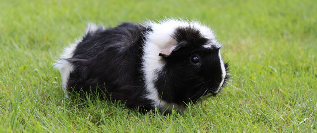 Curious guinea pig grass nature free wallpaper - medium preview image