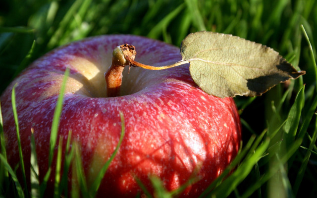 Red apple in grass leaf free wallpaper - medium preview image