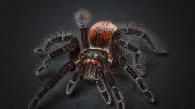 Spider red head black armor free wallpaper - medium preview image