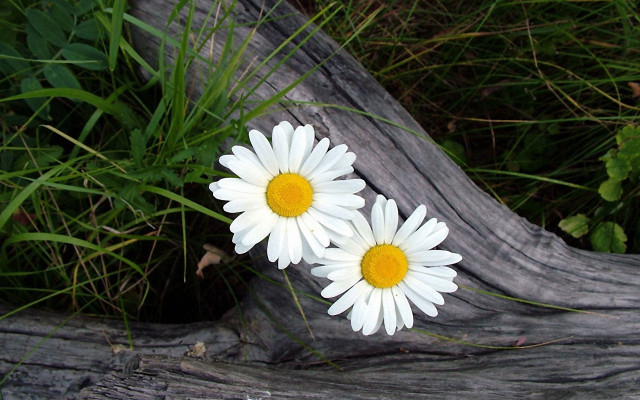 White flower daisy dandelion lily free wallpaper - medium preview image