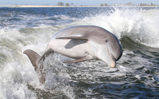 Dolphin jumping wave ocean mouth free wallpaper - medium preview image