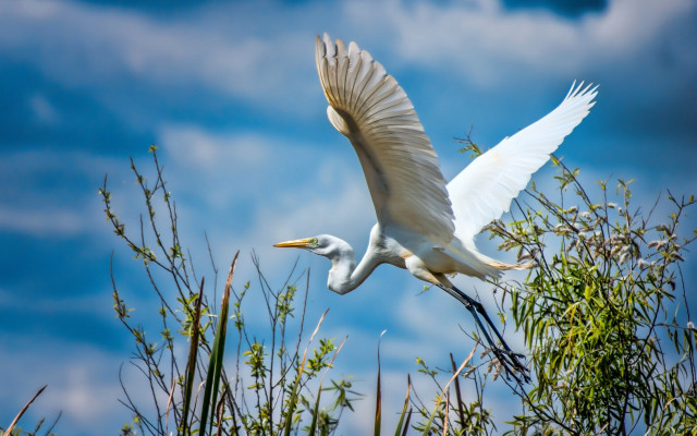 White bird flying over forest free wallpaper - medium preview image