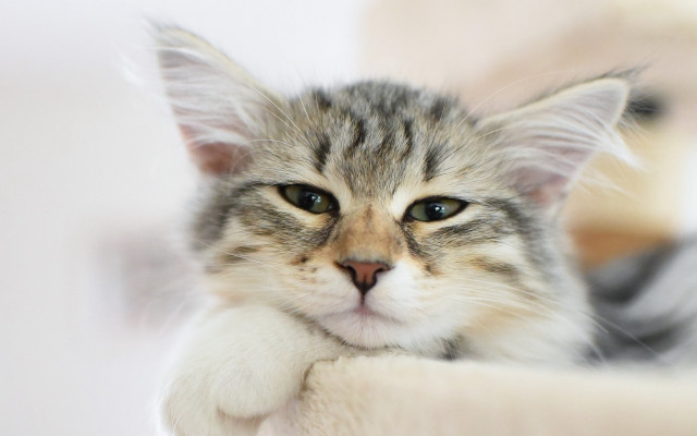 Sad cat in bed blue free wallpaper - medium preview image