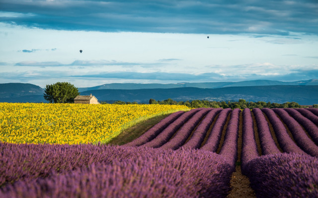 Lavender field house bird sky free wallpaper - medium preview image