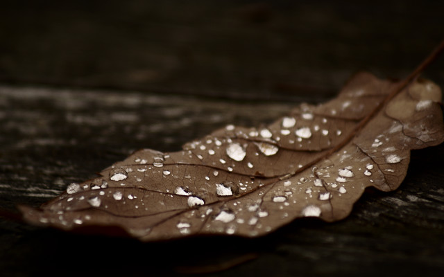 Leaf water droplets table top free wallpaper - medium preview image