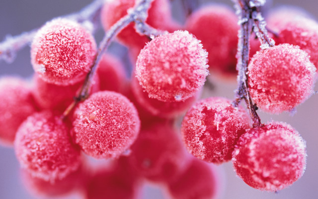Red berries ice snow macro free wallpaper - medium preview image