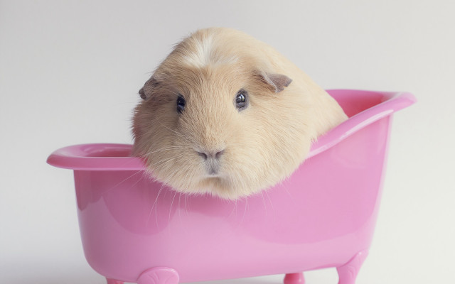 Guinea pig pink bathtub glamor free wallpaper - medium preview image