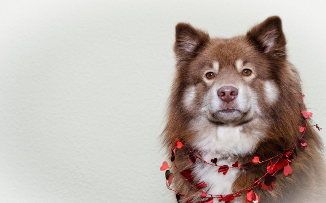 Dog red collar heart garland free wallpaper - medium preview image