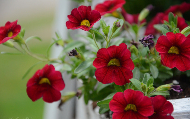 Red flowers window sill outdoor free wallpaper - medium preview image