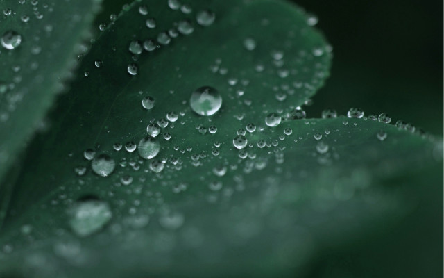 Green leaf water droplets macro #44 free wallpaper - medium preview image
