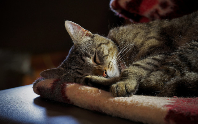 Sleeping cat tiltshift blurry animal free wallpaper - medium preview image